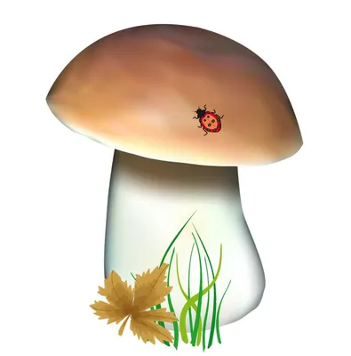Белый гриб иллюстрация - 73 фото