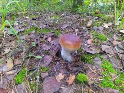Акварельный гриб боровик, большой белый гриб, губчатый гриб, вегетарианская  кухня для гурманов, иллюстрация, выделенная на белом фоне - Ozero -  российский фотосток