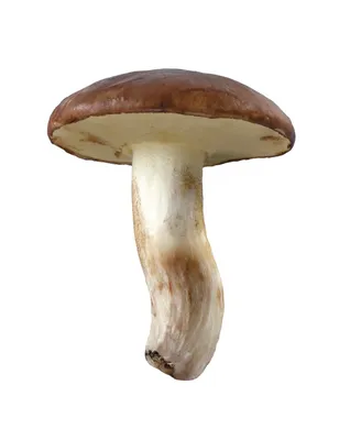 Акварельный гриб боровик, большой белый гриб, губчатый гриб, вегетарианская  кухня для гурманов, иллюстрация, выделенная на белом фоне - Ozero -  российский фотосток
