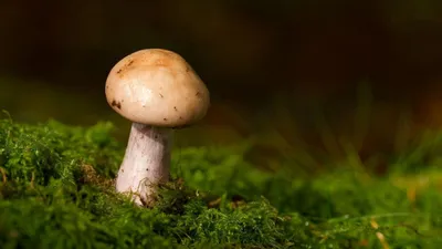 Съедобные грибы, их виды, польза и вред