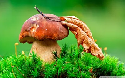 Акварель гриб подосиновик целиком на…» — создано в Шедевруме