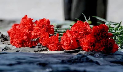 Красные гвоздики на памятнике и цветках Стоковое Изображение - изображение  насчитывающей бутика, цветки: 68810995