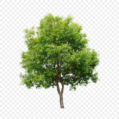 дерево пнг картинки, скачать 440000+ дерево PNG рисунок с прозрачным фоном