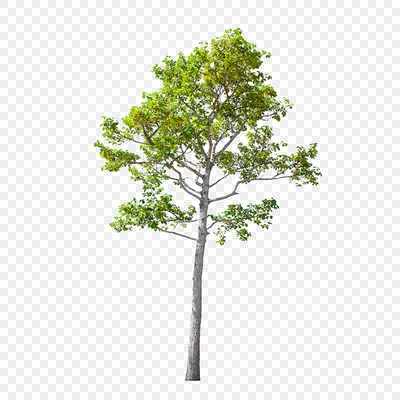 тропическое дерево на прозрачном фоне PNG , тропический, дерево, природа  PNG картинки и пнг PSD рисунок для бесплатной загрузки