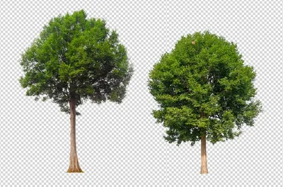 дерево на прозрачном фоне png images | PNGWing