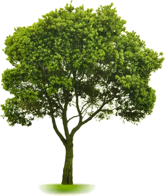 изолированные деревья на прозрачном фоне PNG , дерево, Изолированные, фон  PNG картинки и пнг PSD рисунок для бесплатной загрузки