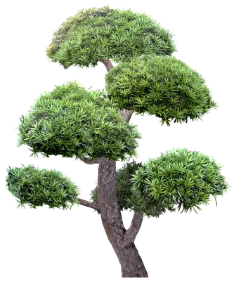 Деревья На Прозрачном Фоне Растровый Клипарт - Tangerine Tree Png Cartoon,  Transparent Png , Transparent Png Image - PNGitem