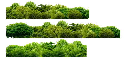 Рисунки деревьев на прозрачном фоне - Деревья - Картинки PNG - Галерейка