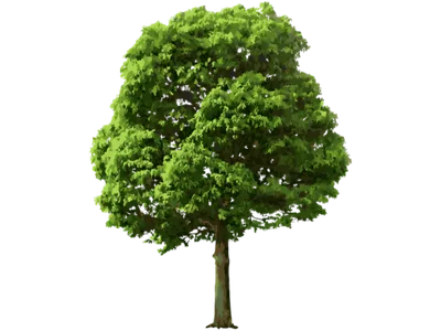 пальмовое дерево на прозрачном фоне изображения с обтравочным одиночным  деревом с обтравочным контуром и альфа-каналом . Стоковое Изображение -  изображение насчитывающей собрание, сад: 268468345