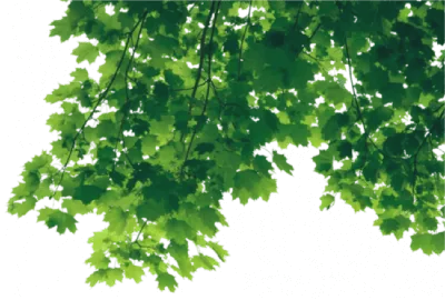 дерево на прозрачном фоне рисунка с обтравочным одиночным деревом с  обтравочным контуром и альфа-каналом . Стоковое Фото - изображение  насчитывающей экологичность, клен: 272140986