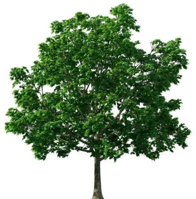 Растения на прозрачном фоне. Деревья-1.2 (22шт) - School-3D-Land