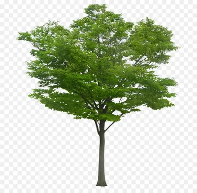 Tree Digital, tree, branch, biology, grass png | PNGWing