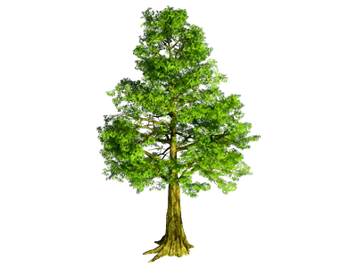 одно дерево изолированные на прозрачном фоне PNG , тропический, дерево,  зеленый PNG картинки и пнг PSD рисунок для бесплатной загрузки