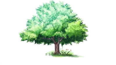 Пальмы на прозрачном фоне - Деревья - Картинки PNG - Галерейка | Пальмы,  Растения, Дерево