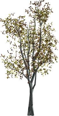 гуава дерево на прозрачном фоне Иллюстрация вектора - иллюстрации  насчитывающей шарж, график: 224417967