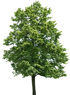 Иконка вектора дерева на прозрачном фоне, логотип дерева d Векторное  изображение ©ProVectorStock 213730054