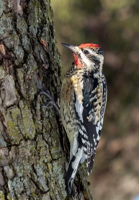 Большой пестрый дятел долбит дерево, Woodpecker chisels wood - YouTube