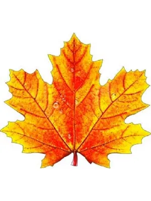 Осенний кленовый лист на прозрачном фоне | Премиум PSD Файл
