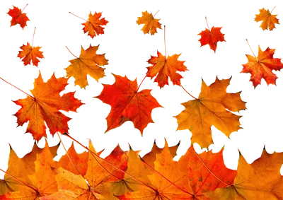 Осенние листья элемент рисованной иллюстрации слоистый материал листа PNG , кленовый  лист клипарт, элемент осенних листьев, Осенние листья PNG картинки и пнг  PSD рисунок для бесплатной загрузки
