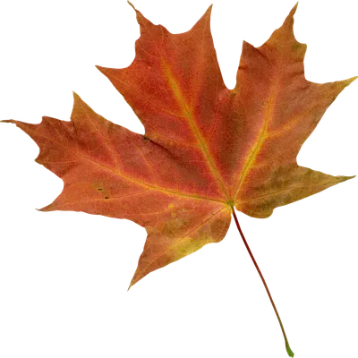 Кленовый лист, Лепесток дерева, Лист, клен, лист, кленовый лист png |  PNGWing