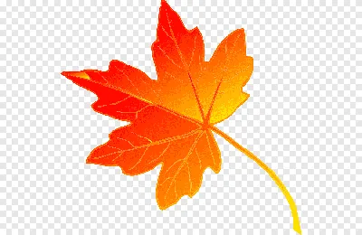 Осенний лист цвет береза, хрустальный кленовый лист, лист, кленовый лист,  оранжевый png | PNGWing
