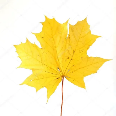 Осенние листья на прозрачном фоне PNG , лист, осень, сентябрь PNG картинки  и пнг PSD рисунок для бесплатной загрузки