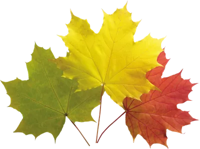Осенний лист клена рисунок - 71 фото