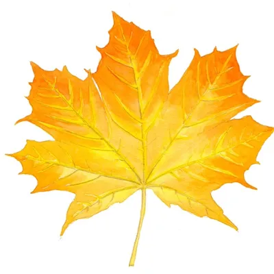 Кленовый лист осенью ПНГ на Прозрачном Фоне • Скачать PNG Кленовый лист  осенью