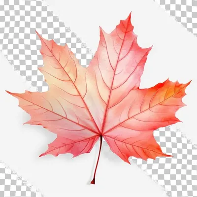 кленовый лист, Канада, лист