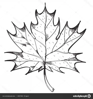Падающие листья клена PNG , Кленовый лист, опавшие листья, лист PNG  картинки и пнг PSD рисунок для бесплатной загрузки