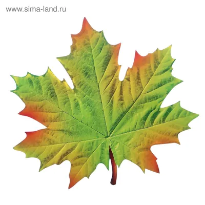 Рисунок кленовый лист осенью - 64 фото