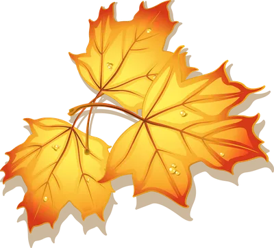 Кленовый Лист, Осенние Листья, Желтый Лист, Осенняя - Кленовый Листок На Прозрачном  Фоне Рисунок, HD Png Download - vhv