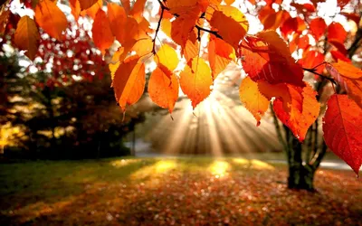 Фон рабочего стола где видно осень, природа, лучи солнца, красные листья на  ветке