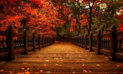 Картинка на рабочий стол осень, природа, деревья, view, walk, autumn,  листья, аллея, парк 1280 x 768