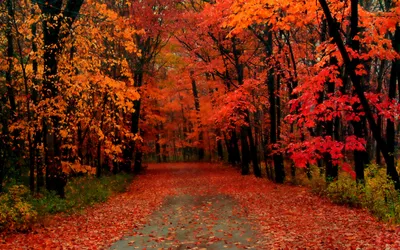 Обои осень, дерево, лист, природа, листопадные - картинка на рабочий стол и  фото бесплатно