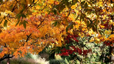 Скачать 3840x2160 осень, деревья, листья, природа обои, картинки 4k uhd 16:9