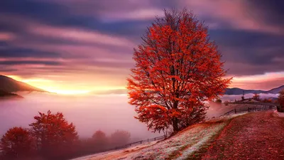 Обои на рабочий стол Осенняя природа в Карпатах, Украина, туман окутал горы  и деревья, обои для рабочего стола, скачать обои, обои бесплатно