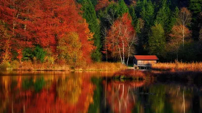 Обои дом, деревья, лес, озеро, отражение, осень, природа картинки на рабочий  стол, фото скачать бесплатно