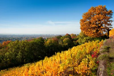 Осенняя природа холмистой местности Дрездена - обои на рабочий стол
