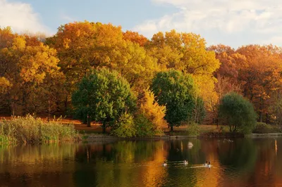 Осенняя природа. Озеро и оранжевые деревья - обои на рабочий стол