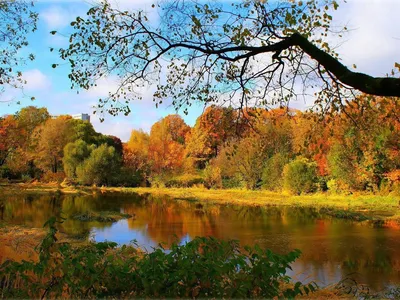 Яркие краски осени - Природа - Обои на рабочий стол - web.A.net