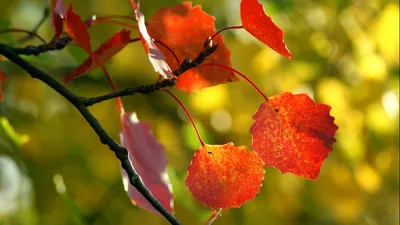 Картинка на рабочий стол осень, осенние обои, природа, дерево, красивые  обои с природой, фон, фото, листья 2560 x 1440