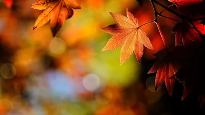Осень, природа, лист обои для рабочего стола, картинки, фото, 1920x1080.