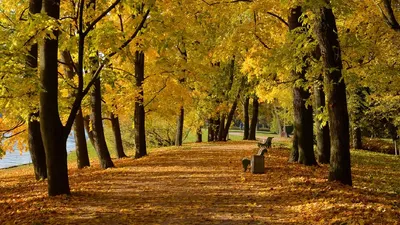 Обои дорога, осень, Природа, leaves, пейзаж, деревья, лес на рабочий стол