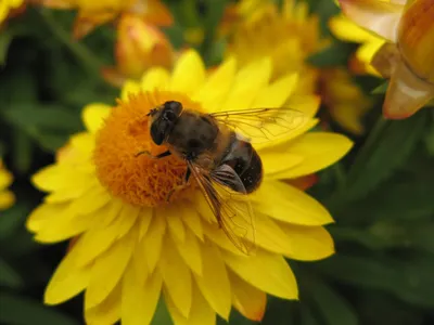 Картинка пчела на цветке фотографии