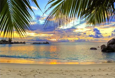 пляж с пальмами иллюстрация штока. иллюстрации насчитывающей кокос -  272016989