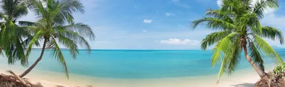 Пляж с пальмами во Флориде, США. Стоковое Изображение - изображение  насчитывающей природа, загородка: 204174687