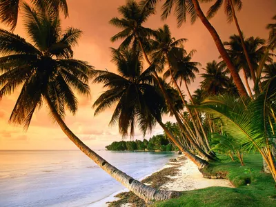 панорама тропического пляжа с кокосовыми пальмами Стоковое Изображение -  изображение насчитывающей побережье, путешествие: 215625277