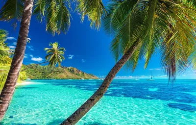 Картинка пляжа с пальмами фото