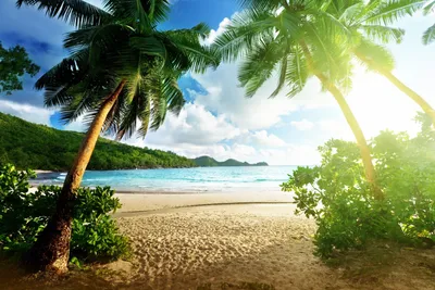 beach ridge, пальма море, человек на пляже, пляж, картинки пляжа с пальмами,  море пляж пальмы закат, Свадебный фотограф Москва